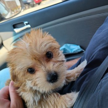 Premier Pups - Marco! - Pet Breeders Near Me - Johnstown, Ohio Premier Pups - Marco! - Pet Breeders Near Me - Johnstown, Ohio