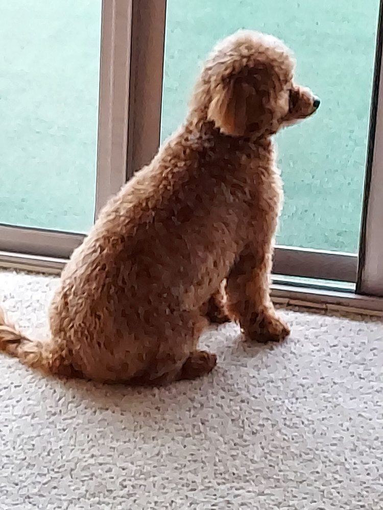 MIGHTY MUTTS Updated July 2024 3862 Village 7 Rd, Colorado Springs