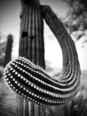The Westin La Paloma Resort & Spa by null