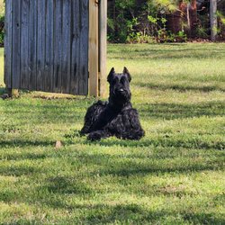 The Copper Cottage Canines