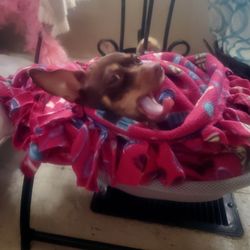 Wayland Veterinary Clinic - This is Miss B and I would not have her if it was not for Doc