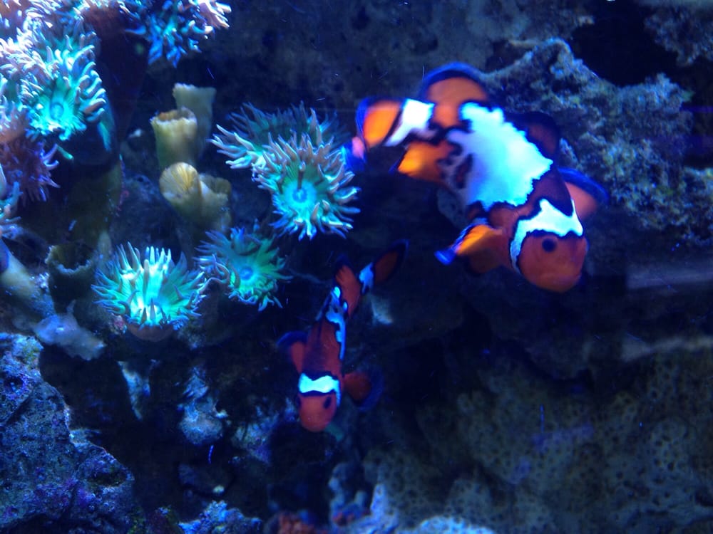 ATHENS AQUARIUM & FISH STORE Updated September 2024 2375 W Broad St