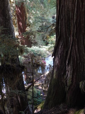 McKenzie Pass by null