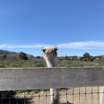 Ostrichland USA - Attraction Farms Near Me - Solvang, California Ostrichland USA - Attraction Farms Near Me - Solvang, California