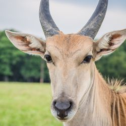 Texas Zoofari Park - Our eland love visiting guests