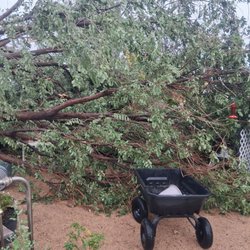 Morgan Tree Service