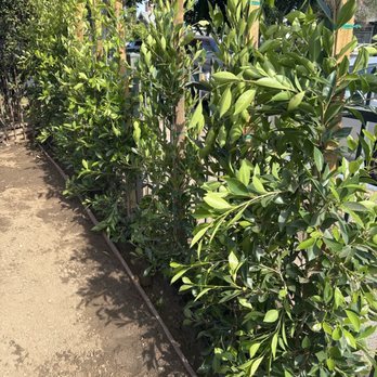 Build Up Remodeling - Privacy plants - Masonry/Concrete Near Me - Los Angeles, California Build Up Remodeling - Privacy plants - Masonry/Concrete Near Me - Los Angeles, California
