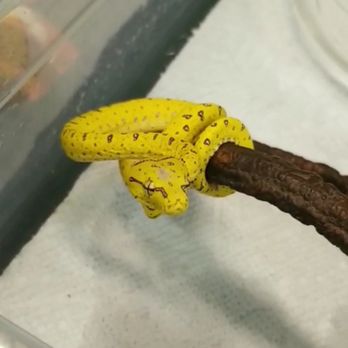 Curious Creatures - Pet Boarding Near Me - Chicago, Illinois