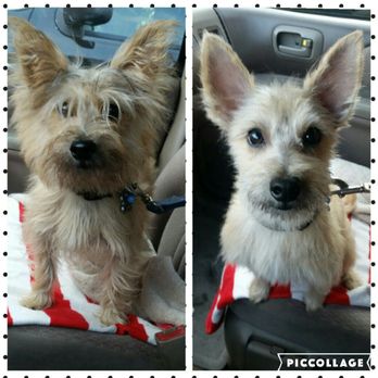 Ann S Pet Grooming 208 Photos 259 Reviews Pet Groomers 405