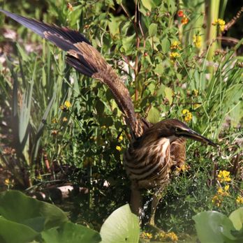 Union Bay Natural Area - American Bittern - Parks Near Me - Seattle, Washington Union Bay Natural Area - American Bittern - Parks Near Me - Seattle, Washington