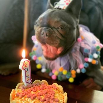 dog toothbrush finger