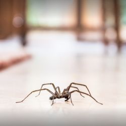 Fortner Pest Control - Fortner Pest Control