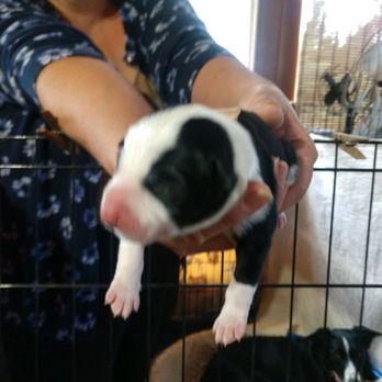 Ranchoevon Border Collies - This one is ours! - Pet Breeders Near Me - Banning, California