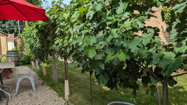 Mousse Sparkling Wine Co. by null