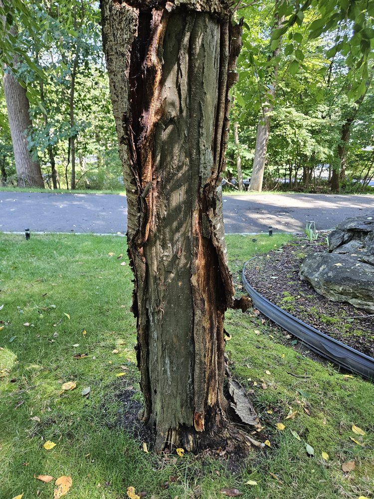 Precision Tree & Landscape - tree service in Hackettstown, NJ