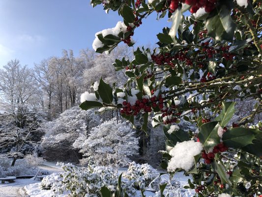 Botanical Garden by null