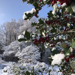 Botanischer Garten der Universität Zürich