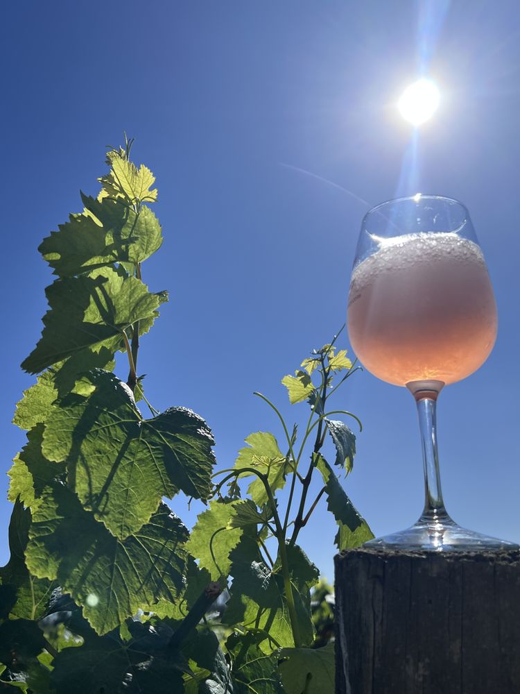 Elysium Botanicals Wines & Vineyard - vineyard in Independence, OR