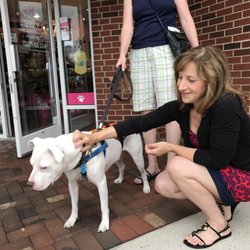 Masha Halpern, GRI - Keller Williams Realty - Special friends waiting for their new homes. Independent Animal Rescue Adoption Event - Our mission to help find new fur-ever homes.