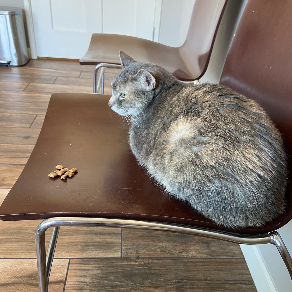 Minnepau Veterinary Clinic - Morgan sitting on a chair- NOT hiding in her cat carrier! A miracle! - Veterinarians Near Me - Saint Paul, Minnesota Minnepau Veterinary Clinic - Morgan sitting on a chair- NOT hiding in her cat carrier! A miracle! - Veterinarians Near Me - Saint Paul, Minnesota