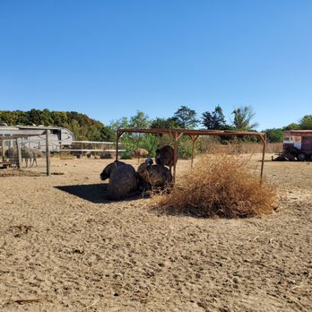 Ostrichland USA - Attraction Farms Near Me - Solvang, California Ostrichland USA - Attraction Farms Near Me - Solvang, California