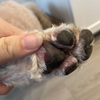 The Pet Barber - Pet Groomers Near Me - Houston, Texas The Pet Barber - Pet Groomers Near Me - Houston, Texas