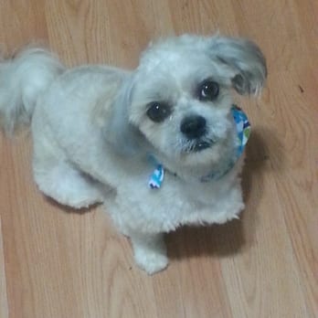 Paws in the Bath - Pet Groomers Near Me - Toronto, Ontario