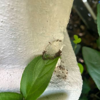 Precision Pest Management - Ghost ants feeding on bait - Pest Control Near Me