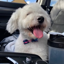 He even got a cute bow tie . Thanks He even got a cute bow tie . Thanks