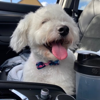 Petco - He even got a cute bow tie . Thanks - Pet Groomers Near Me - National City, California Petco - He even got a cute bow tie . Thanks - Pet Groomers Near Me - National City, California