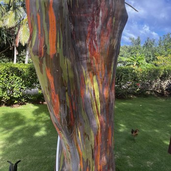 Gardner Turf & Tree - Eucalyptus Tree in Maui - Tree Services Near Me Gardner Turf & Tree - Eucalyptus Tree in Maui - Tree Services Near Me