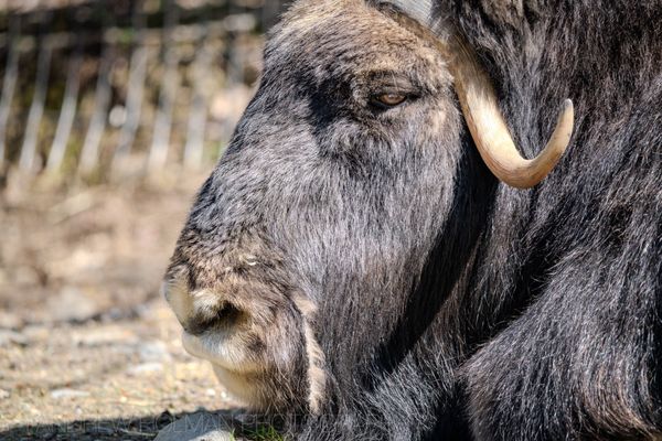 Alaska Zoo by null