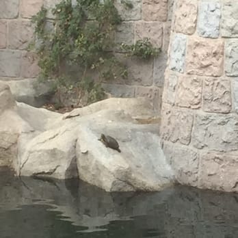 Snow White Wishing Well - Disneyland has turtles! - Amusement Parks Near Me - Anaheim, California