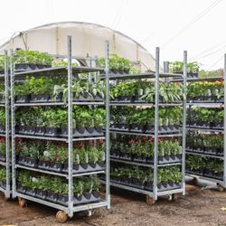 Powell Plants