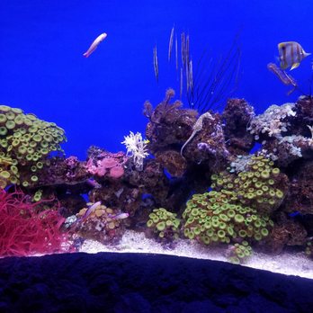 Downtown Aquarium - Museums Near Me - Denver, Colorado