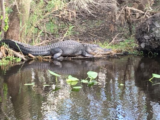 Blue Spring Adventures by null