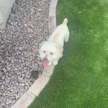 Gordie's Grooming - Murphy -- post grooming. - Pet Groomers Near Me - Gilbert, Arizona Gordie's Grooming - Murphy -- post grooming. - Pet Groomers Near Me - Gilbert, Arizona