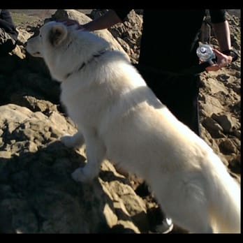 Pawprints Unleashed - Dog Walkers Near Me - San Jose, California Pawprints Unleashed - Dog Walkers Near Me - San Jose, California