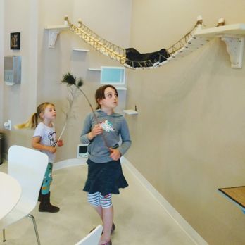 Catopia Cat Cafe - cat on the bridge! - Pet Adoption Near Me - Albuquerque, New Mexico