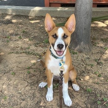 Fitdog - Love these little snapshots shared by trainers and daycare attendants each day. - Pet Groomers Near Me - Santa Monica, California