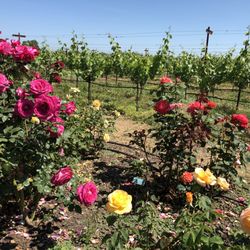 Russian River Rose Company