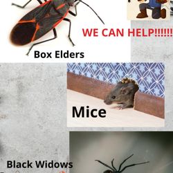 Faster Pest Control - October is the season for these insects/ rodents let us help you.