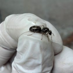 Advanced Pest Control - Carpenter ant major worker