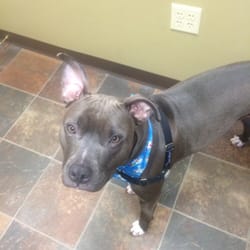 Animal Arts Professional Dog & Cat Grooming - Smelling and looking fresh after a visit to Animal Arts!