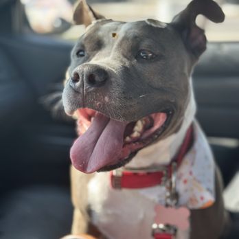 Pet Glam Spa - Pet Groomers Near Me - Tampa, Florida Pet Glam Spa - Pet Groomers Near Me - Tampa, Florida