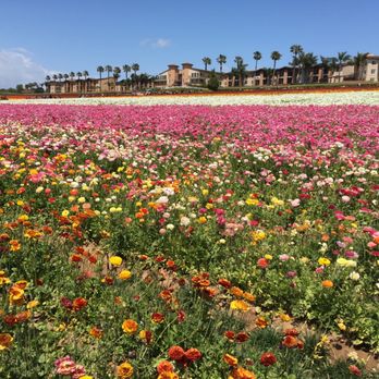 The Flower Fields - Venues & Event Spaces Near Me - Carlsbad, California