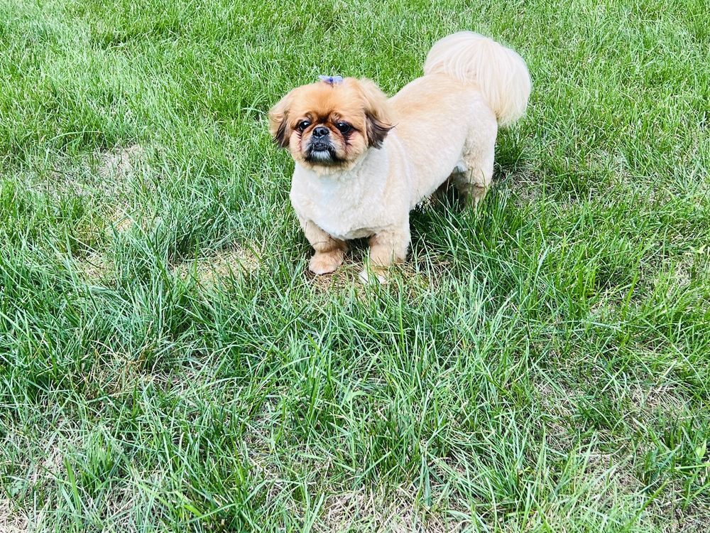 FURBABIES GROOMING Updated August 2024 1116 S Saginaw Rd, Midland