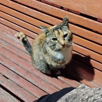 Rusty's Backwater Saloon - Friendly kitty! - Beer Bar Near Me - Stevens Point, Wisconsin
