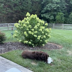 Thomasville Veterinary Hospital - Supervising Hoomans