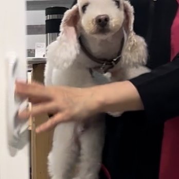 Sung's Grooming Studio - Handsome guy! - Pet Groomers Near Me - Studio City, California Sung's Grooming Studio - Handsome guy! - Pet Groomers Near Me - Studio City, California